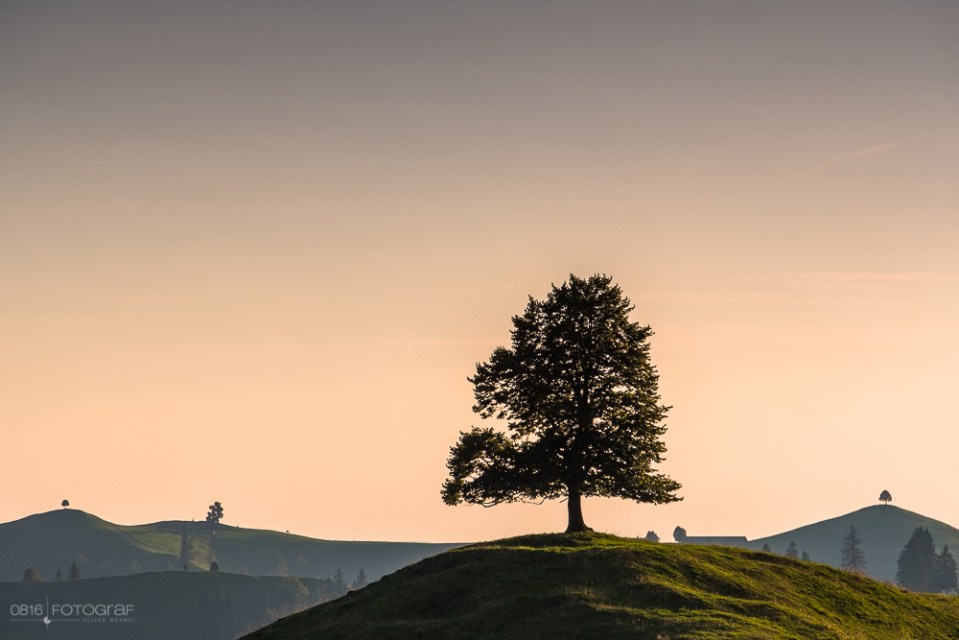 Emmental, Solitär, Ahorn, ahornalp, Sonnenuntergang, Fujifilm, Hügellandschaft, Hügel, einzelbaum, baum, eriswil, eriswil alp, emmentaler hügellandschaft sonnenuntergang, Solitärbaum, Einzelbaum