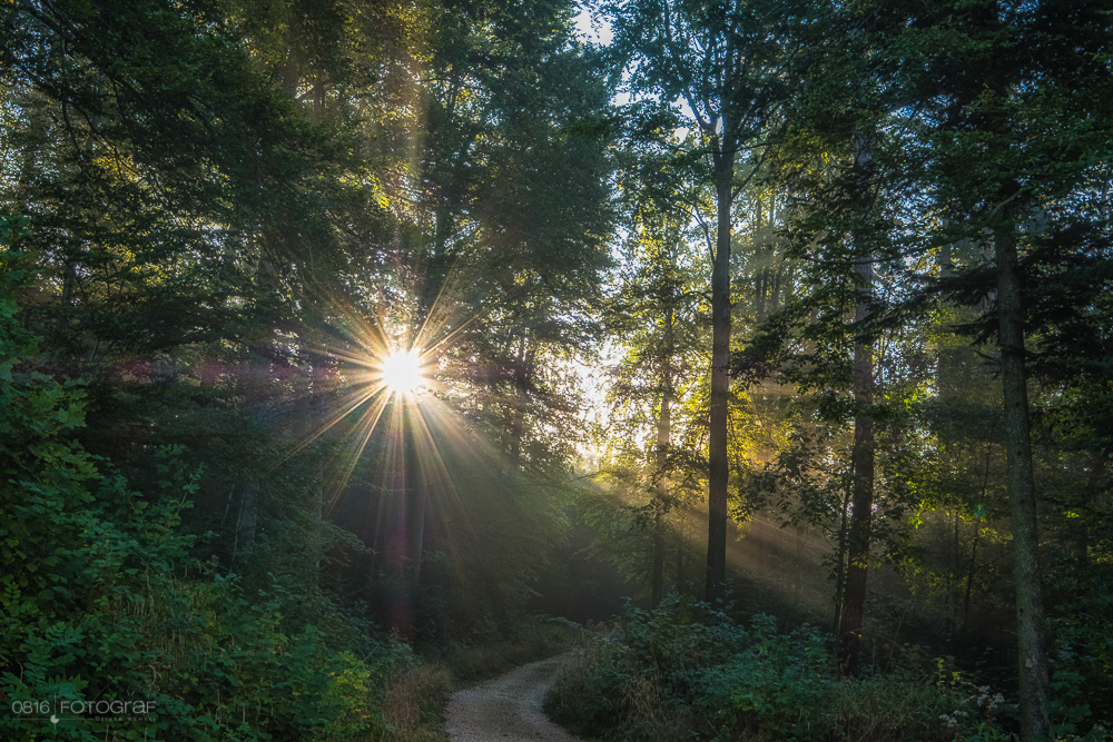 Licht, Sonnenstrahlen, Wald, Herbstwald, Herbstvorboten, Herbstwald, Nebelwald, Nebel und Sonnenstrahlen, Aargau, Mittelland