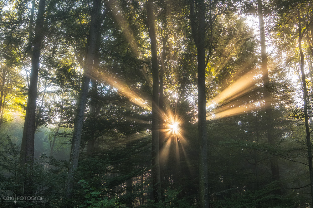 Licht, Sonnenstrahlen, Wald, Herbstwald, Herbstvorboten, Herbstwald, Nebelwald, Nebel und Sonnenstrahlen, Aargau, Mittelland