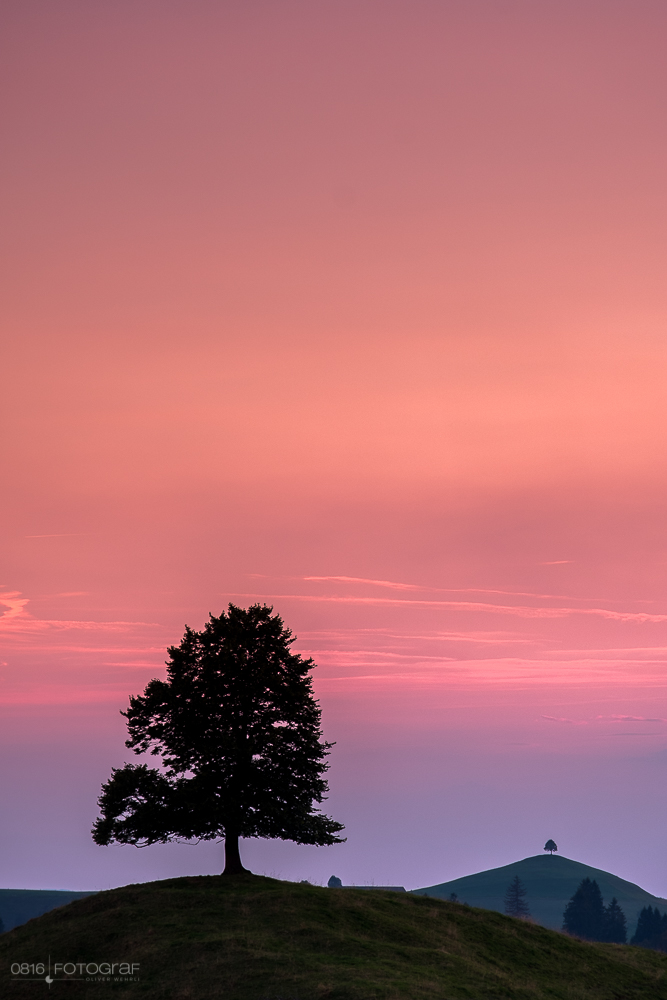 Emmental, Solitär, Ahorn, ahornalp, Sonnenuntergang, Fujifilm, Hügellandschaft, Hügel, einzelbaum, baum, eriswil, eriswil alp, emmentaler hügellandschaft sonnenuntergang, Solitärbaum, Einzelbaum