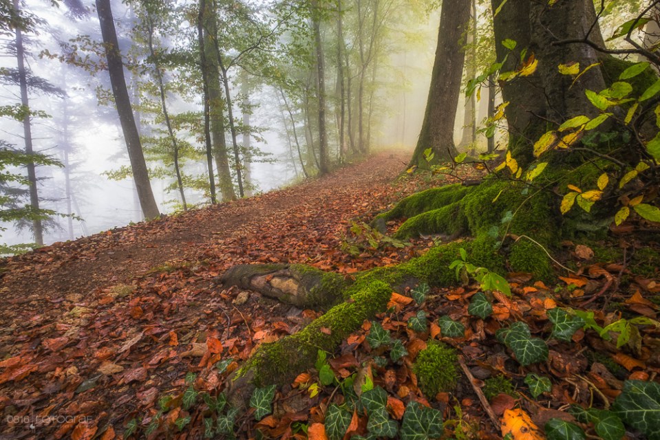 Herbst, Wald, Aargau, herbstwald, Jura, Jura Südfuss, Gisliflue, Laub, Herbstlaub, Nebel