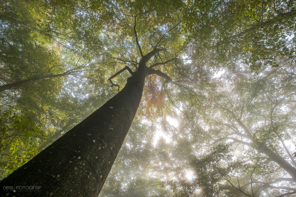 Herbst, Wald, Aargau, herbstwald, Jura, Jura Südfuss, Gisliflue, Laub, Herbstlaub, Nebel