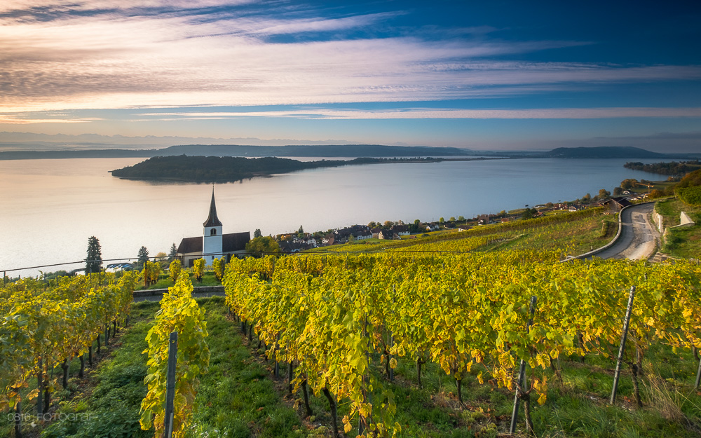 Kirche, Ligerz, Rebberge, Herbst, Morgen, Sonnenaufgang, Kirchlein von Ligerz, Bielersee, Weinberge, Reben, gelbe Reben, Rebberge im Herbst