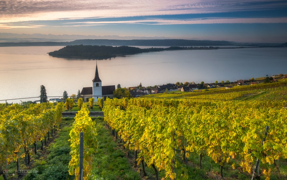 Kirche, Ligerz, Rebberge, Herbst, Morgen, Sonnenaufgang, Kirchlein von Ligerz, Bielersee, Weinberge, Reben, gelbe Reben, Rebberge im Herbst
