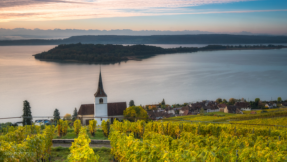 Kirche, Ligerz, Rebberge, Herbst, Morgen, Sonnenaufgang, Kirchlein von Ligerz, Bielersee, Weinberge, Reben, gelbe Reben, Rebberge im Herbst