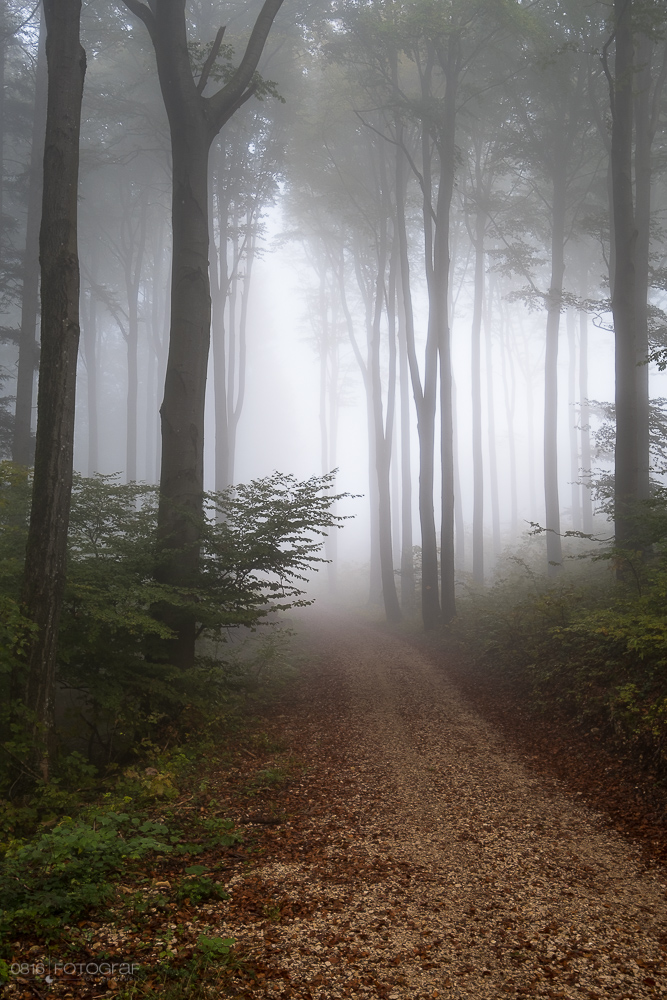 Herbst, Wald, Aargau, herbstwald, Jura, Jura Südfuss, Gisliflue, Laub, Herbstlaub, Nebel