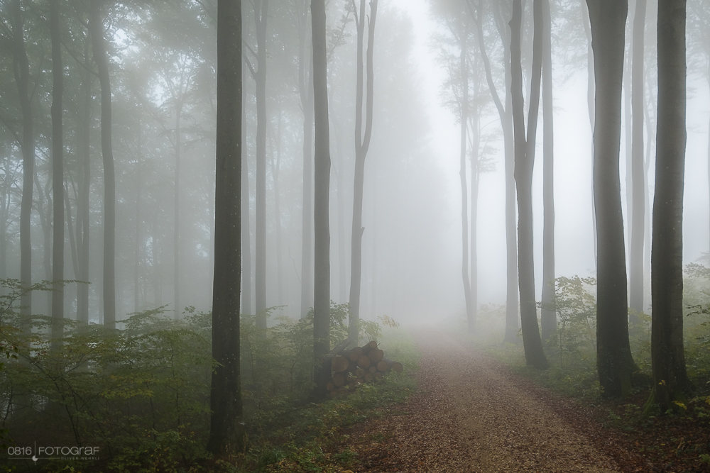 Herbst, Wald, Aargau, herbstwald, Jura, Jura Südfuss, Gisliflue, Laub, Herbstlaub, Nebel
