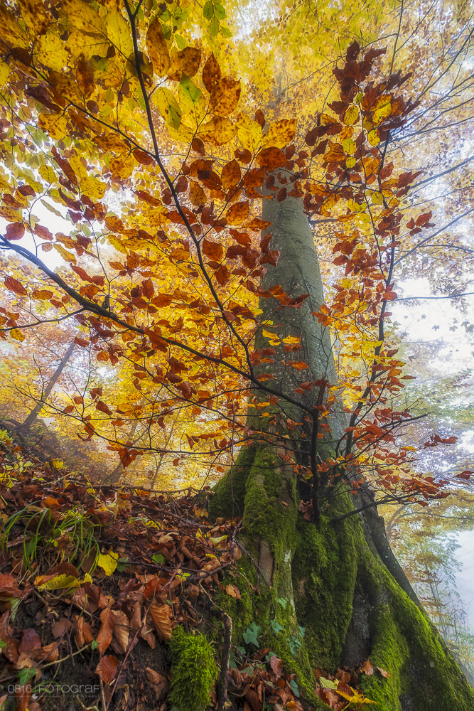 Gisliflue, Aargau, Jura, Schweizer Jura, Fujifilm, Fujifilm XPro2, Fuji, Indian Summer, Morgen, Herbstmorgen, Herbstlaub, Herbstfarben, Swiss Jura, Mittelland, Landschaftsfotografie, Landschaftsfotograf