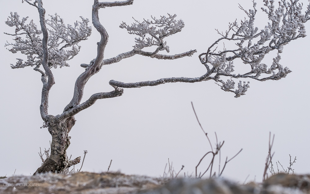Creux-du-Van, Jura, Neuenburger Jura, Sonnenaufgang, Sturmnebel, Sturmbise, Nebelschwaden, Nebel, Landschaftsfotografie, Fujifilm X-Pro2, Fujifilm