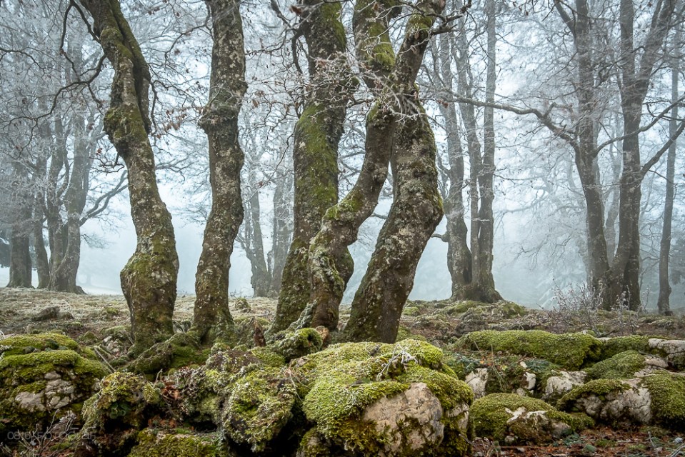 Creux-du-Van, Jura, Neuenburger Jura, Sturmnebel, Sturmbise, Nebelschwaden, Nebel, Landschaftsfotografie, Fujifilm X-Pro2, Fujifilm, Bäume, Wald,