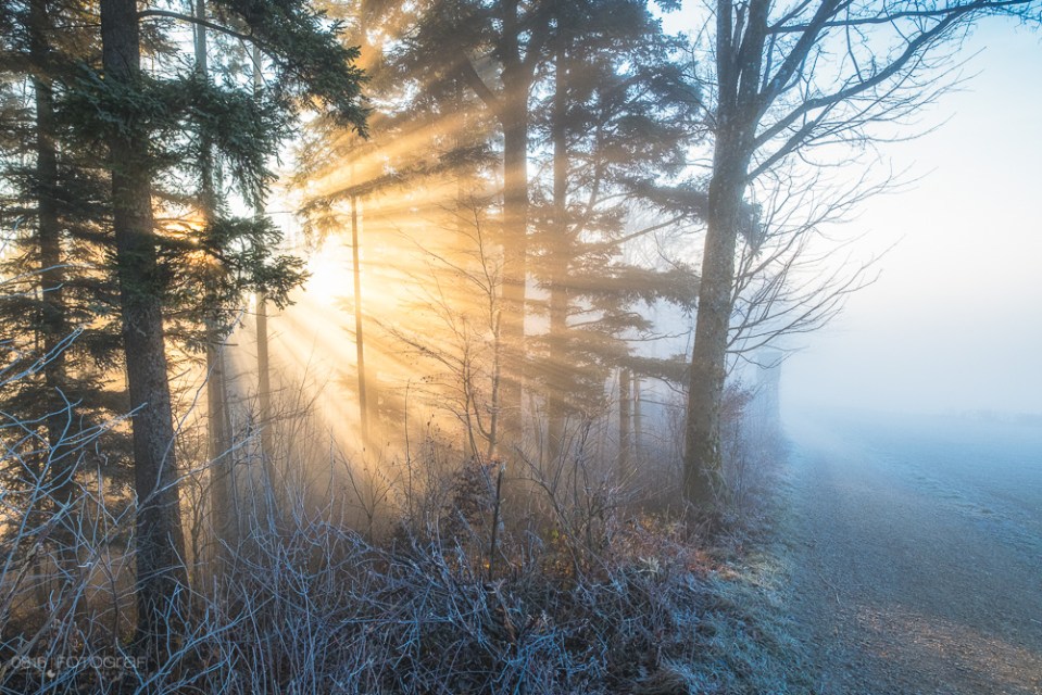 Nebel, Wald, Winter, Sonnenstrahlen, Morgen, Wasserflue, Aargau, Jura, Schweiz, Landschaftsfotografie, Oliver Wehrli, Fujifilm, Fuji X-Pro2