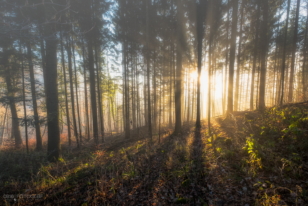 Nebel, Wald, Winter, Sonnenstrahlen, Morgen, Wasserflue, Aargau, Jura, Schweiz, Landschaftsfotografie, Oliver Wehrli, Fujifilm, Fuji X-Pro2