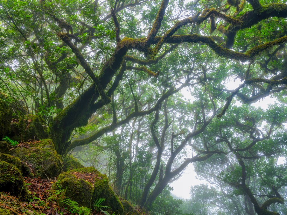 Laurisilva, Madeira, Lorbeerwald, Nebel, Landschaftsfotografie Madeira, Landscape Photography Madeira, Fujifilm GFX