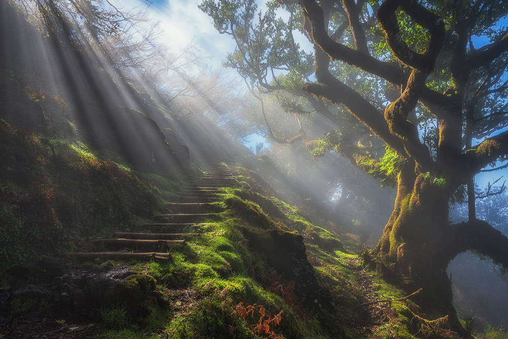 Laurisilva, Madeira, Lorbeerwald, Nebel, Landschaftsfotografie Madeira, Landscape Photography Madeira, Fujifilm GFX