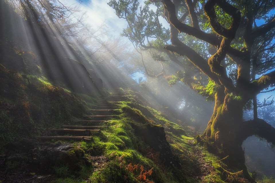 Laurisilva, Madeira, Lorbeerwald, Nebel, Landschaftsfotografie Madeira, Landscape Photography Madeira, Fujifilm GFX