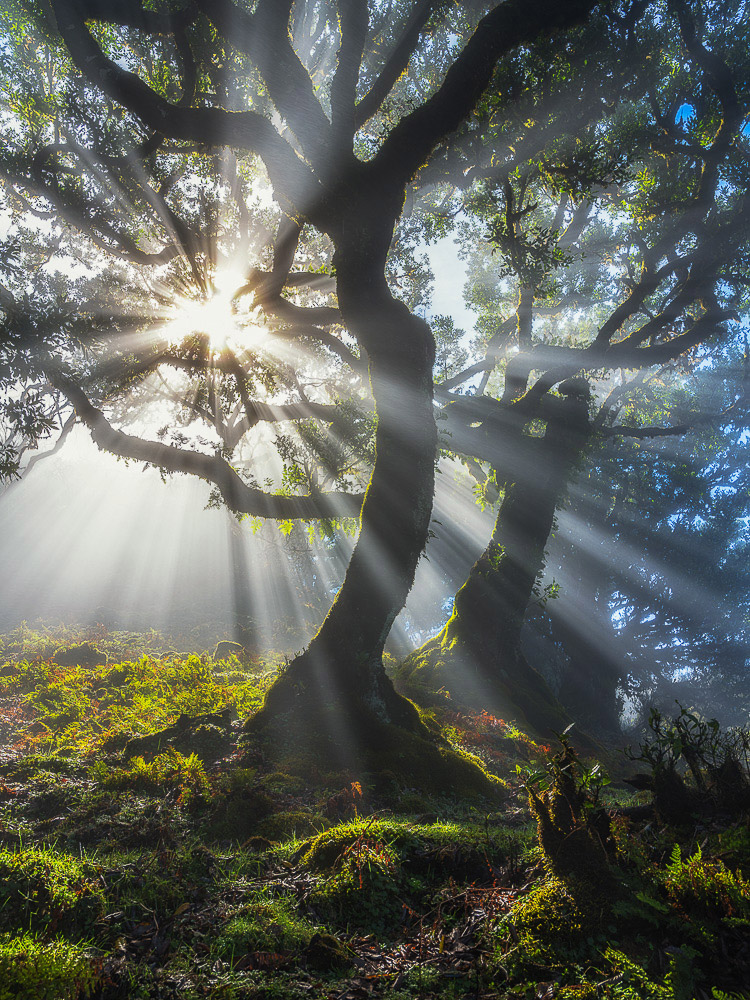 Laurisilva, Madeira, Lorbeerwald, Nebel, Landschaftsfotografie Madeira, Landscape Photography Madeira, Fujifilm GFX