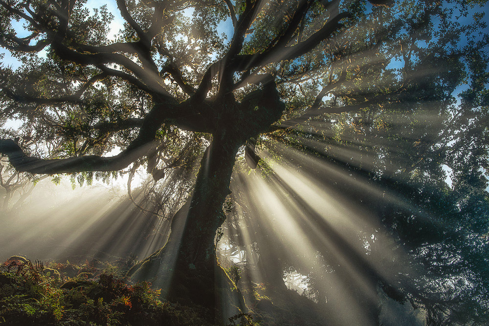 Laurisilva, Madeira, Lorbeerwald, Nebel, Landschaftsfotografie Madeira, Landscape Photography Madeira, Fujifilm GFX