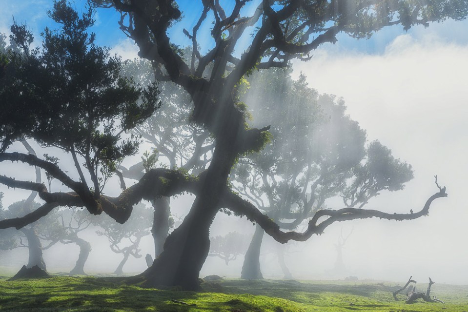 Laurisilva, Madeira, Lorbeerwald, Nebel, Landschaftsfotografie Madeira, Landscape Photography Madeira, Fujifilm GFX