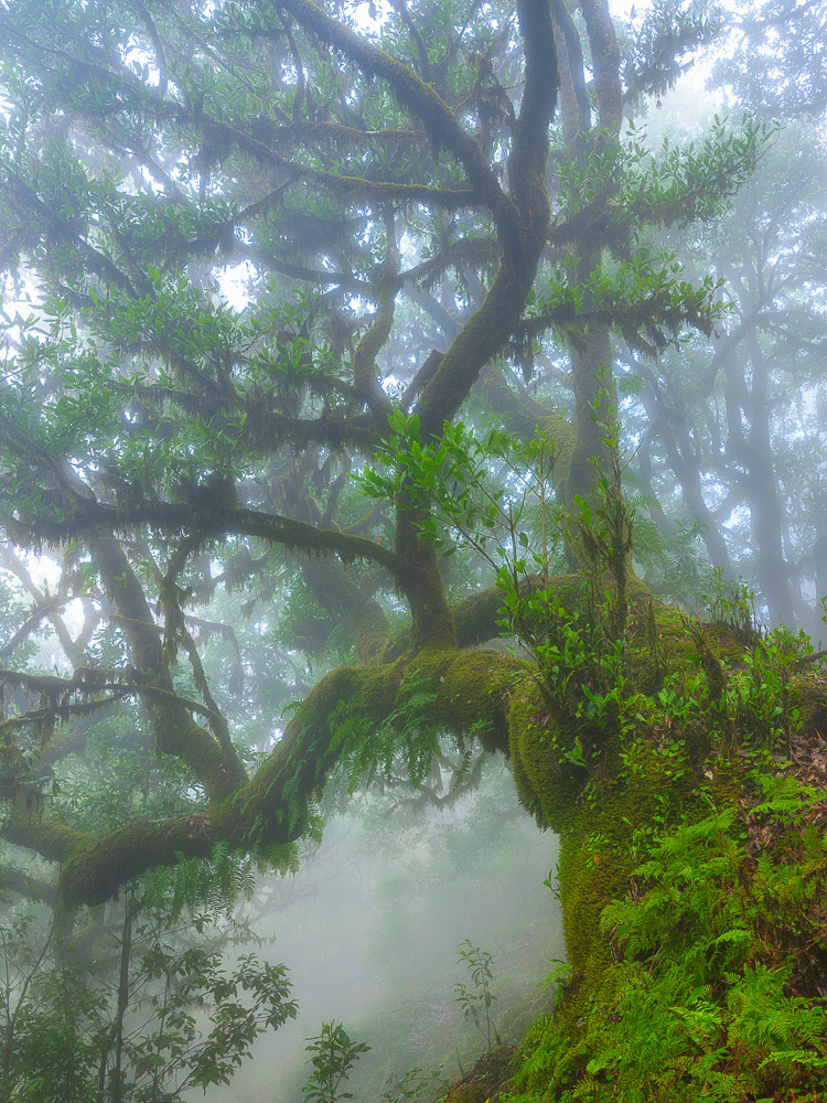 Laurisilva, Madeira, Lorbeerwald, Nebel, Landschaftsfotografie Madeira, Landscape Photography Madeira, Fujifilm GFX