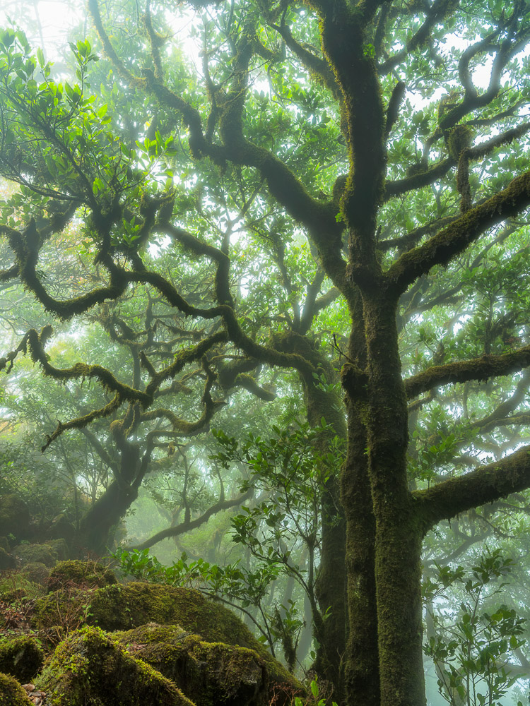 Laurisilva, Madeira, Lorbeerwald, Nebel, Landschaftsfotografie Madeira, Landscape Photography Madeira, Fujifilm GFX
