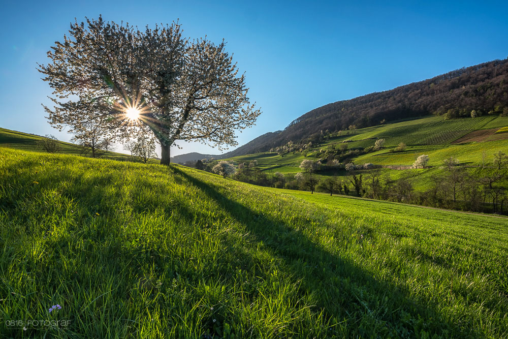 Kirschbaum, Chriesiblüte, Kirschbaumblüte, Kirschblüte, Aarau, Frühling, Landschaftsfoto, Landschaft, Landschaftsfotografie, GFX, Fujifilm