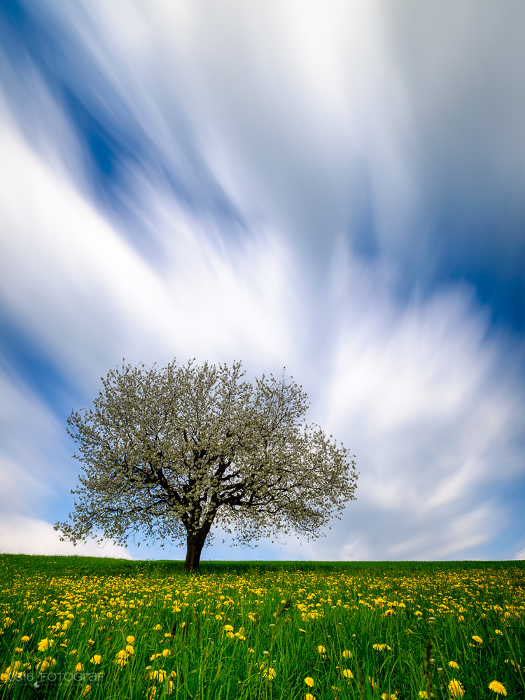 Kirschbaum, Chriesiblüte, Kirschbaumblüte, Kirschblüte, Aarau, Frühling, Landschaftsfoto, Landschaft, Landschaftsfotografie, GFX, Fujifilm