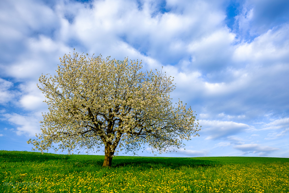Kirschbaum, Chriesiblüte, Kirschbaumblüte, Kirschblüte, Aarau, Frühling, Landschaftsfoto, Landschaft, Landschaftsfotografie, GFX, Fujifilm
