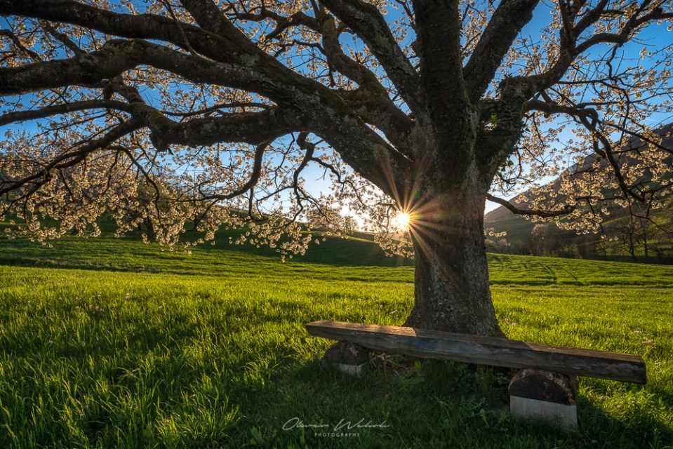 Kirschbaum, Chriesiblüte, Kirschbaumblüte, Kirschblüte, Aarau, Frühling, Landschaftsfoto, Landschaft, Landschaftsfotografie, GFX, Fujifilm
