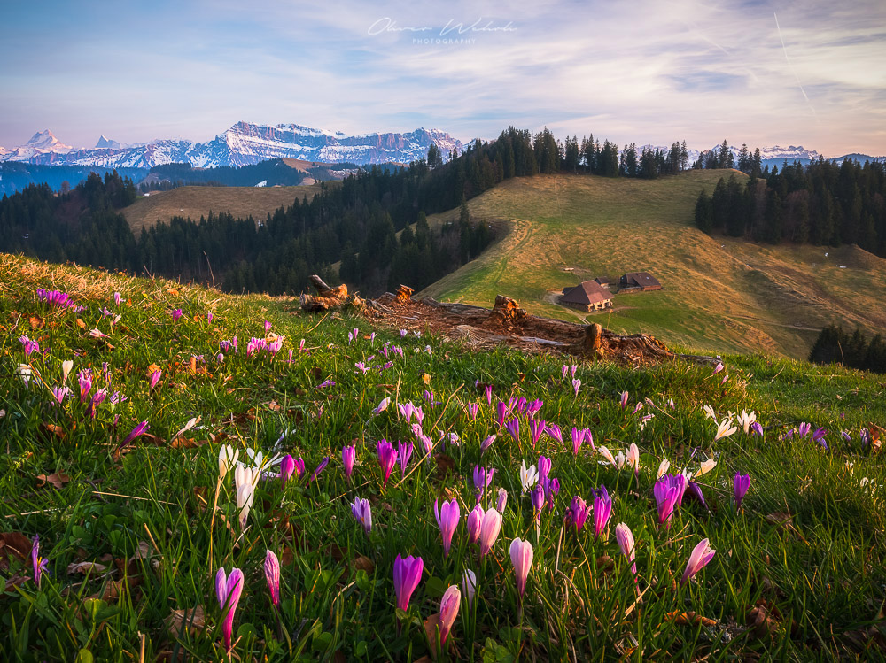 Krokusfelder, Krokuswiese, Krokusse, Rämisgummen, Emmental, Sonnenuntergang, Landschaftfotografie, Krokusfeld, Krokusfelder