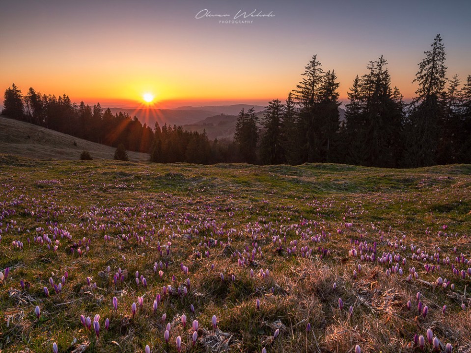Krokusfelder, Krokuswiese, Krokusse, Rämisgummen, Emmental, Sonnenuntergang, Landschaftfotografie, Krokusfeld, Krokusfelder