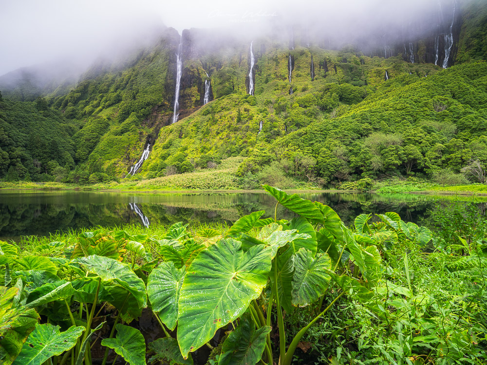 Azoren, Flores, Atlantikinsel, Grün, Landschaft, Landschaftsfotografie, Landscape Photography, Landscape, Flores Landscape, Fujifilm, GFX, Mittelformat, Medium Format, Fotografie, Landscaper,