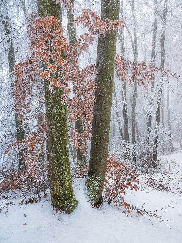 winterbild, winterfoto, landschaftsfoto winter, schweiz, schweizer winterfoto, landschaftsbild winter, winterwald, landschaftsfoto, aargau, winter-wald, landschaftsfoto winter, winter, fujifilm gfx, mittelformat, gfx landscape photography, gfx fotografie, gfx landschaftsbild, landschaftsfotografie winter, Raueis im Winter, Nebel im Wald, Nebelwald, fine art fotografie, grossformatbild winter, grossformat fotografie, fine art landschaftsfotografie, fine art photography,