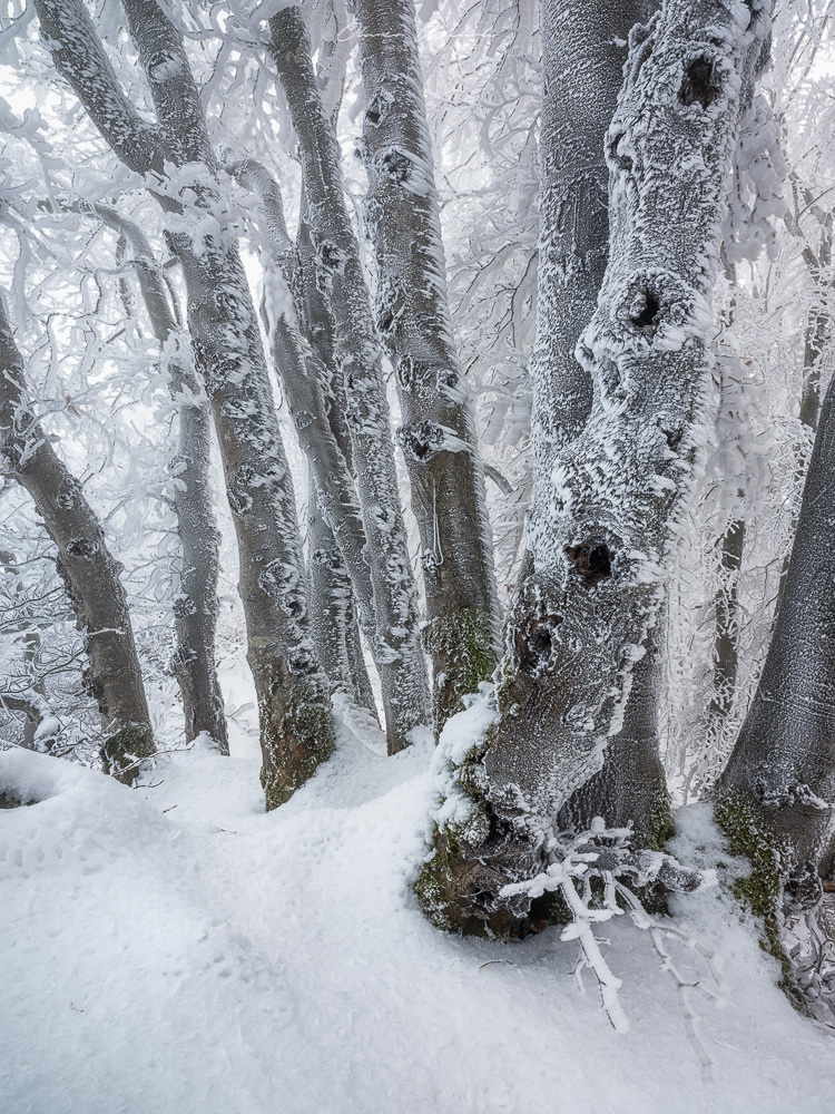 winterbild, winterfoto, landschaftsfoto winter, schweiz, schweizer winterfoto, landschaftsbild winter, winterwald, landschaftsfoto, aargau, winter-wald, landschaftsfoto winter, winter, fujifilm gfx, mittelformat, gfx landscape photography, gfx fotografie, gfx landschaftsbild, landschaftsfotografie winter, Raueis im Winter, Nebel im Wald, Nebelwald, fine art fotografie, grossformatbild winter, grossformat fotografie, fine art landschaftsfotografie, fine art photography,