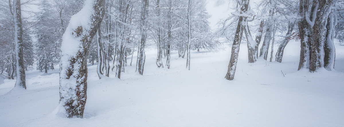 fine art winterfoto, fine art landscapes, gfx landscape photography, fujifilm gfx photography, gfx landschaftsfotografie, creux-du-van, neuenburger jura, schweizer landschaftsfoto winter, winter im jura, Winterwald, winter, landschaftsbild schweiz, winter landschaftsfoto, landschaftsfotograf, landscapes, swiss jura, swiss landscapes,