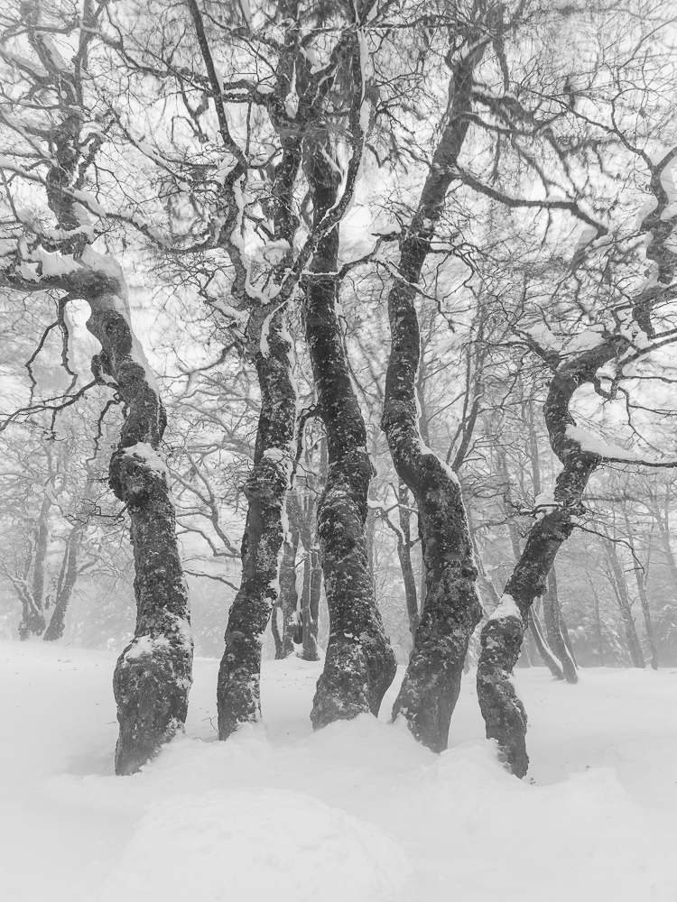 fine art winterfoto, fine art landscapes, gfx landscape photography, fujifilm gfx photography, gfx landschaftsfotografie, creux-du-van, neuenburger jura, schweizer landschaftsfoto winter, winter im jura, Winterwald, winter, landschaftsbild schweiz, winter landschaftsfoto, landschaftsfotograf, landscapes, swiss jura, swiss landscapes,