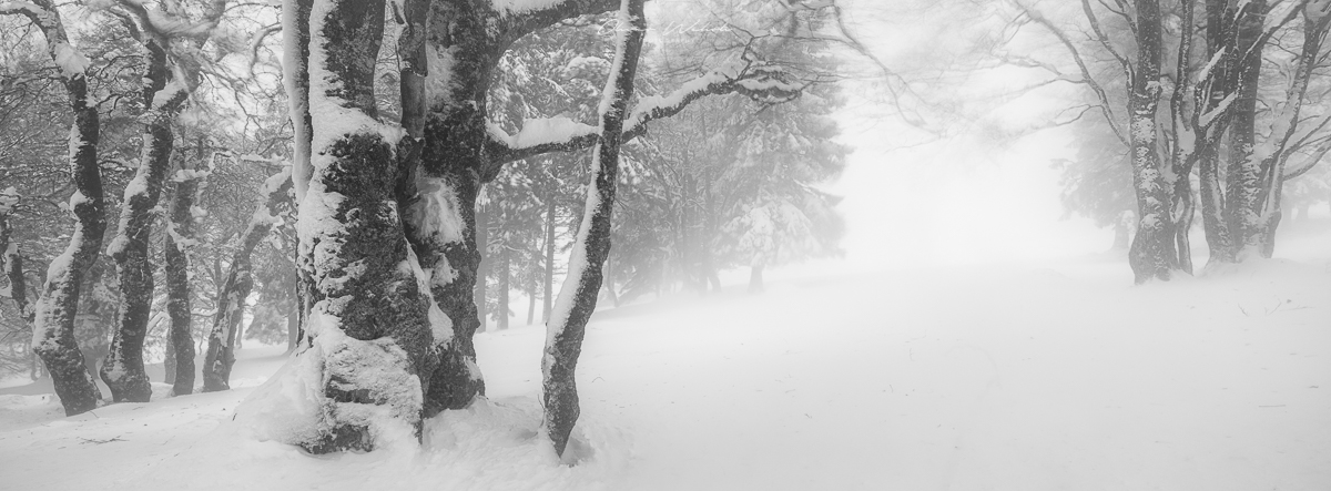 fine art winterfoto, fine art landscapes, gfx landscape photography, fujifilm gfx photography, gfx landschaftsfotografie, creux-du-van, neuenburger jura, schweizer landschaftsfoto winter, winter im jura, Winterwald, winter, landschaftsbild schweiz, winter landschaftsfoto, landschaftsfotograf, landscapes, swiss jura, swiss landscapes,