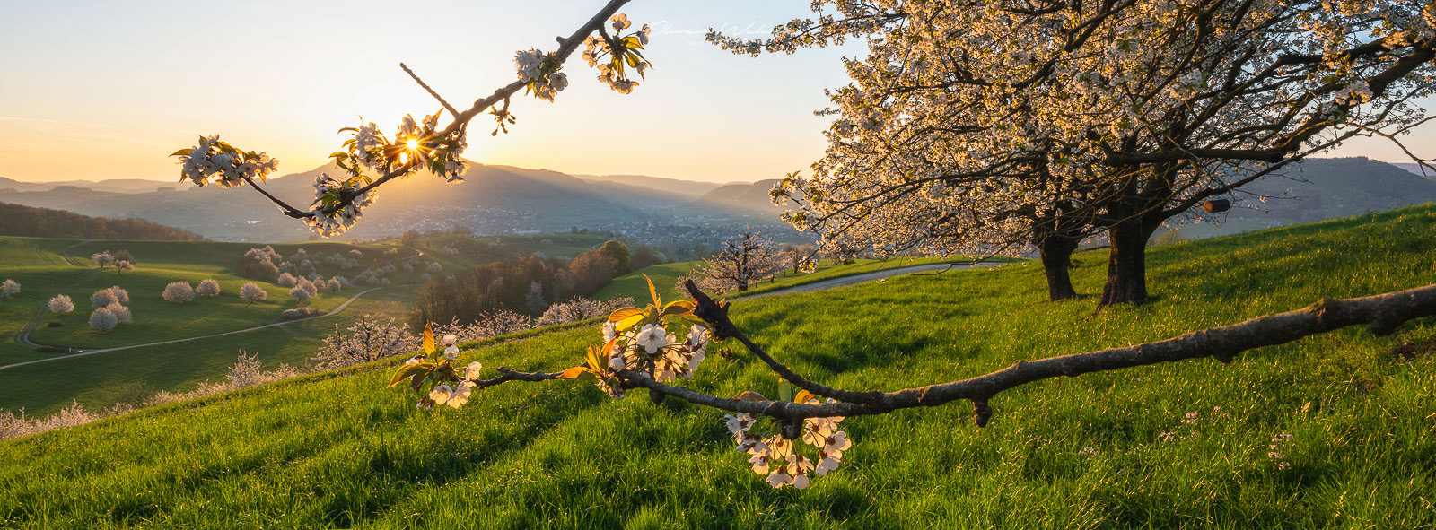 Fricktal, Aargau, Kirschbaum, Sonnenaufgang, Kirschblüte, Kirschbaumblüte, Landschaftsfoto, Landschaftsfoto Kirschbaum, Sonnenaufgang Fotografie, Sonnenaufgang Aargau, GFX Landschaftsfoto, GFX Landscape, cherry blossom,