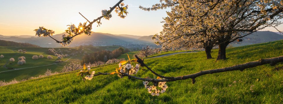 Fricktal, Aargau, Kirschbaum, Sonnenaufgang, Kirschblüte, Kirschbaumblüte, Landschaftsfoto, Landschaftsfoto Kirschbaum, Sonnenaufgang Fotografie, Sonnenaufgang Aargau, GFX Landschaftsfoto, GFX Landscape, cherry blossom,