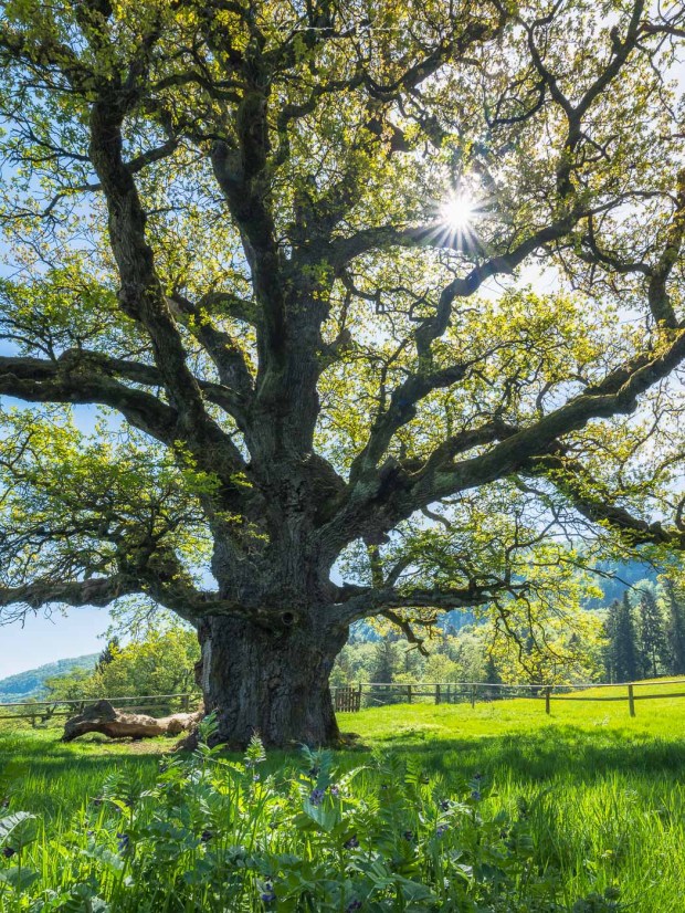alter eichenbaum, Eichenbaum, chêne des bosses, jura, Landschaftsfoto Aargau, Landschaftsfotografie, Landschaftsfotograf, Mittelformat, baum fotografie, grosser baum