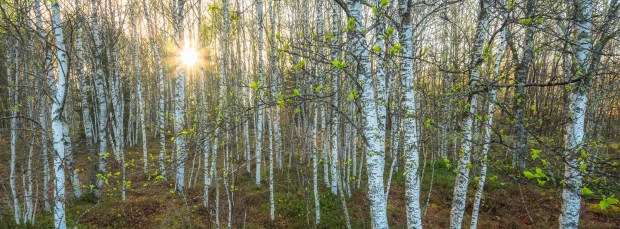 Sonnenaufgang, Birkenwald, Jura Birkenwald, Neuenburg Foto, Neuenburg Birkenwald, Landschaftsbilder Birkenwald, Landschaftsfoto Aargau, Landschaftsfotografie, Landschaftsfotograf, Mittelformat, Birken Fotografie, Sonnenaufgang Birkenwald