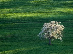 Landschaftsfoto Aargau, Landschaftsfotografie, Landschaftsfotograf, Mittelformat, Kirschbaum