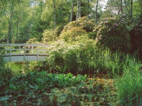 Weiße Holzbrücke über einem Teich, umgeben von dichten grünen Pflanzen und blühenden Sträuchern im Sommerlicht.